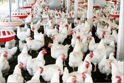 Broiler chickens in a poultry house