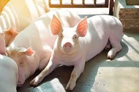 Pig at NewRose Farm