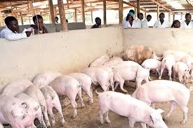 Pigs in a clean rearing pen